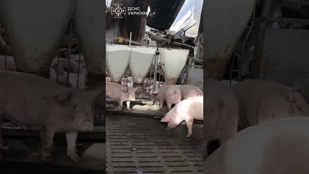 Харківщина: 13 тисяч свиней загинули внаслідок російської атаки по сільгосппідприємству