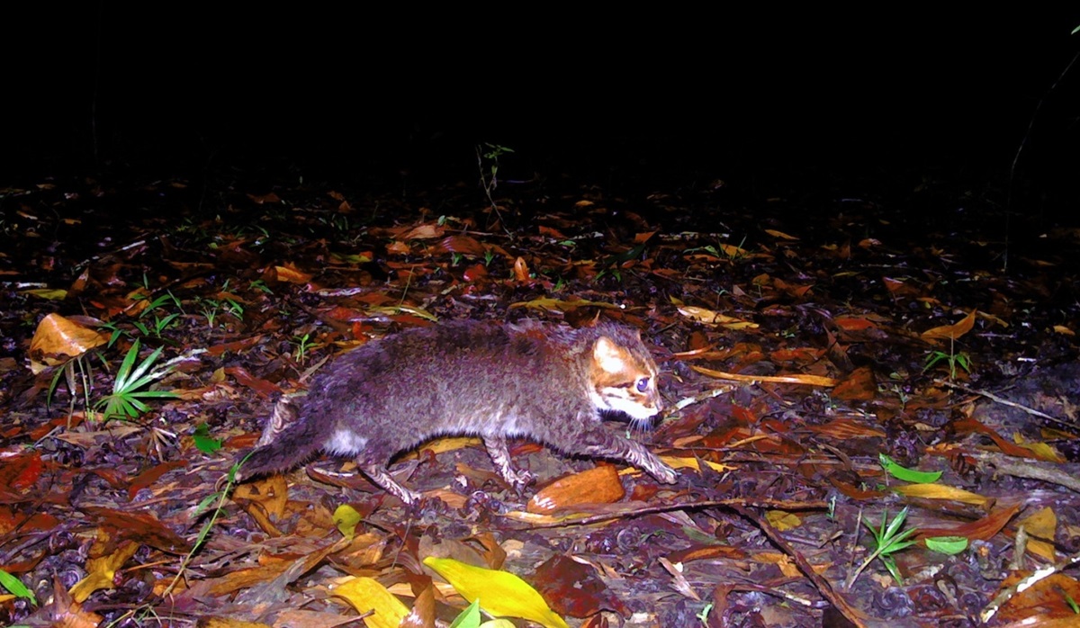 Технології - У Таїланді вперше за 30 років зафіксували рідкісну дику кішку